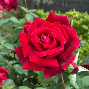 日本花キ流通 予約販売 バラ苗 バラ大苗 つるバラ マリーナ 中輪 薔薇