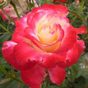 日本花キ流通 予約販売 バラ苗 バラ大苗 つるバラ つるロココ 薔薇