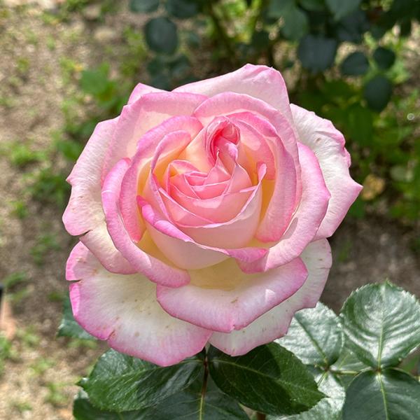 【まもなく締め切り】 予約販売 バラ苗 バラ大苗 大輪 プリンセスドゥモナコ 四季咲き 薔薇 ばら ...