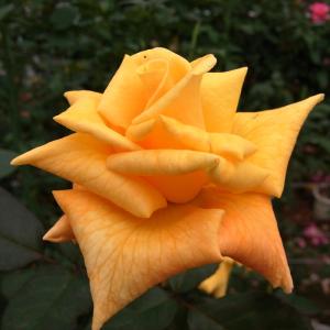 日本花キ流通 予約販売 バラ苗 バラ大苗 中輪 マリーナ 四季咲き 薔薇
