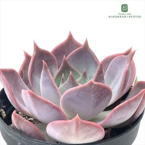 多肉植物 PKSFエケベリア 中里リンゼアナ×パーパソルム Pさん苗 送料