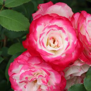 日本花キ流通 予約販売 バラ苗 バラ大苗 大輪 芳純 四季咲き 薔薇 ばら