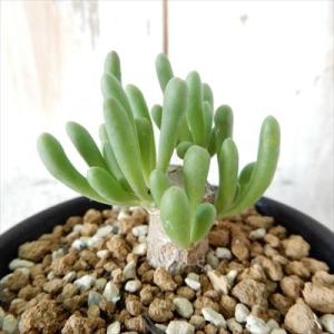 多肉植物 caオトンナ クラビフォリア 実生苗 コーデックス 多肉植物 7.5cmポット