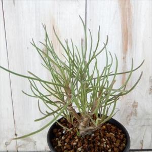 多肉植物 ca オトンナ プロテクタ 実生苗 多肉植物 コーデックス 9cmポット