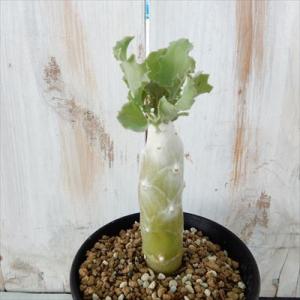 多肉植物 caオトンナ シクロフィラ  多肉植物 コーデックス  9cmポット