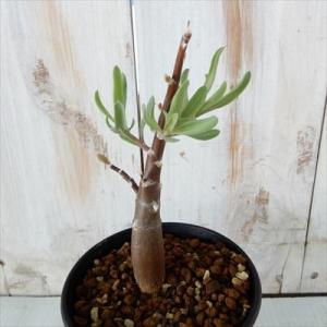 多肉植物 caオトンナ クエルシフォリア  多肉植物 コーデックス  9cmポット