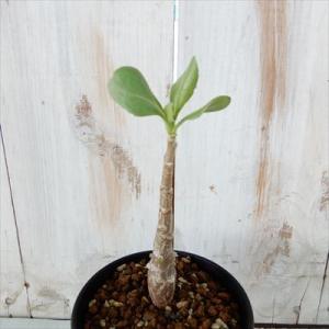 多肉植物 caオトンナ アルボレッセンス  多肉植物 コーデックス  9cmポット