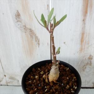 多肉植物 caオトンナ オブツシロバ  多肉植物 コーデックス  9cmポット
