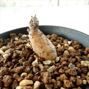 多肉植物 caオトンナ マクロフィラ  多肉植物 コーデックス  9cmポット