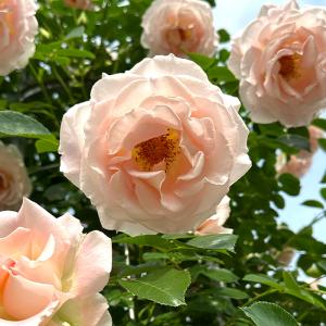 日本花キ流通 予約販売 バラ苗 バラ大苗 大輪 ラ・フランス 四季咲き