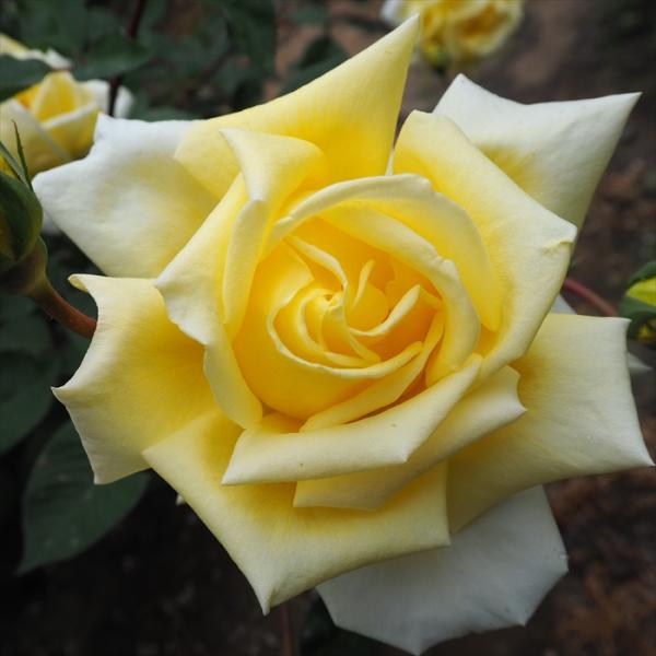 【まもなく締め切り】 予約販売 バラ苗 バラ大苗 つるバラ 荒城の月 薔薇 ばら 黄色 troe 1...