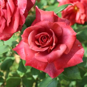 日本花キ流通 予約販売 スミレ 苗 沼津 7.5cmポットすみれ 山野草