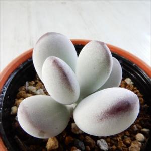 多肉植物 O'sエケベリア アルバ美尼×青典牡丹 O's PLANTS オーズ