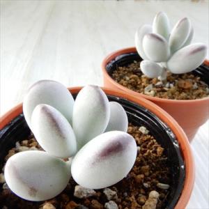 多肉植物 hmコチレドン ふっくら娘 多肉植物...の詳細画像1