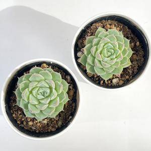 多肉植物 hmエケベリア Gilo 多肉植物 ...の詳細画像2