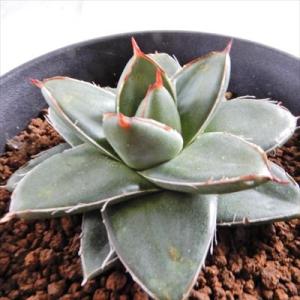 多肉植物 ca Agave 笹の雪A型 多肉植物 アガベ コーデックス 3号鉢