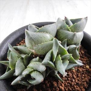 多肉植物 ca Agave pumira ”Clusterfest” 多肉植物 アガベ コーデックス...