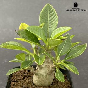 コーデックス：パキポディウム ウィンゾリー 実生 L*塊根幅1.5