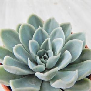 日本花キ流通 多肉植物 hmエケベリア ピンクネーション 多肉植物