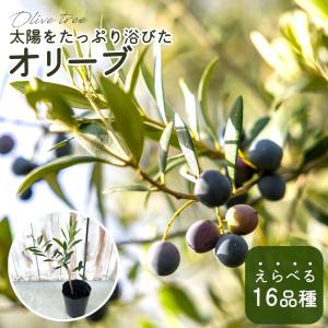 選べるオリーブ 苗 10.5cmポット 観葉植物 オリーブの木 シンボルツリー 庭木 果樹苗 mto｜flower-net