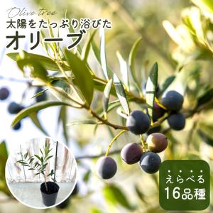 オリーブ シプレシーノ 10.5cmポット 観葉植物 オリーブの木 苗 シンボルツリー 庭木 果樹 mto｜flower-net