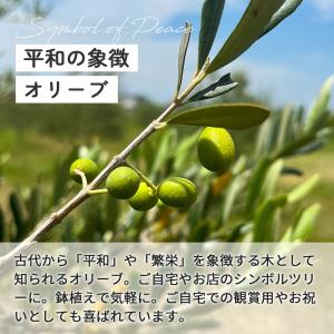 選べるオリーブ 苗 10.5cmポット 観葉植...の詳細画像2