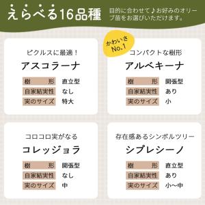 選べるオリーブ 苗 10.5cmポット 観葉植...の詳細画像4