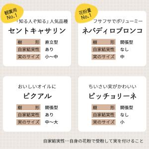 選べるオリーブ 苗 10.5cmポット 観葉植...の詳細画像5