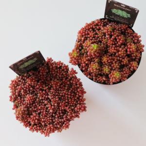 多肉植物 seセダム ばらまきレッドベリー 信...の詳細画像2