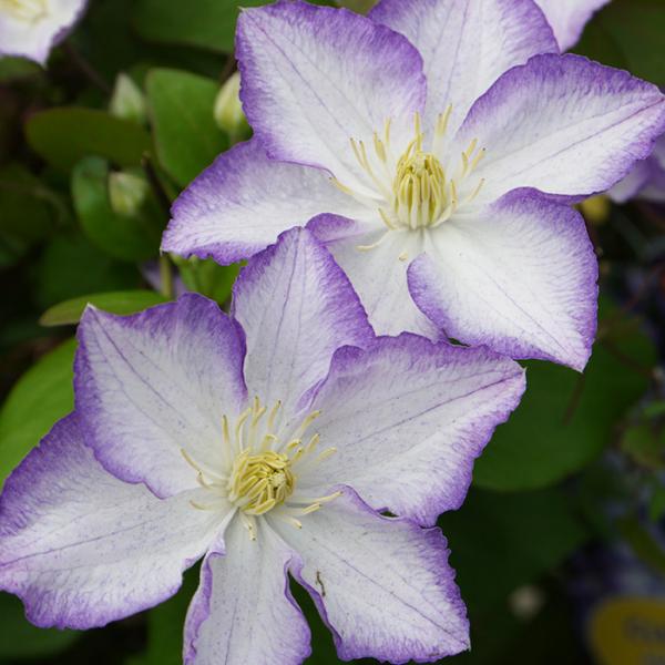 予約販売 クレマチス 苗 ラッキーチャーム 遅咲き大輪系 2年生株 充実大株 12cmポット clm...