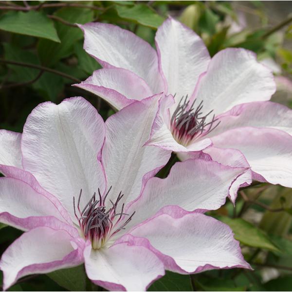 予約販売 クレマチス 苗 面白 早咲き大輪系 2年生株 充実大株 12cmポット clm 3月上旬以...