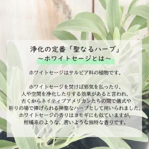 カリフォルニア ホワイトセージ 苗 2個セット...の詳細画像1