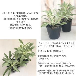 カリフォルニア ホワイトセージ 苗 2個セット...の詳細画像2