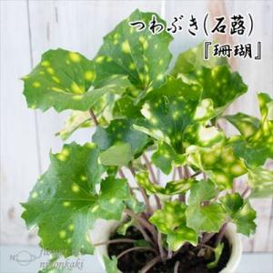 つわぶき（石蕗）珊瑚 4号鉢 つわぶき 山野草 花苗 ツワブキ