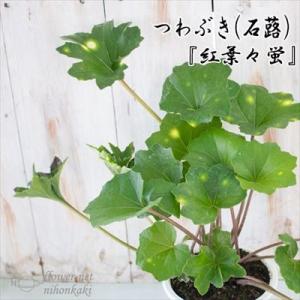 つわぶき（石蕗）紅葉々蛍 4号鉢 つわぶき 山野草 花苗 ツワブキ