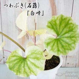 日本花キ流通 つわぶき（石蕗）三色紅葉 4号鉢 つわぶき 山野草 花苗