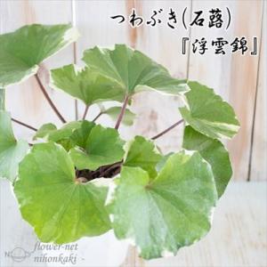 つわぶき（石蕗）浮雲錦 4号鉢 つわぶき 山野草 花苗 ツワブキ