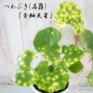 つわぶき（石蕗）青軸天星 4号鉢 つわぶき 山野草 花苗 ツワブキ