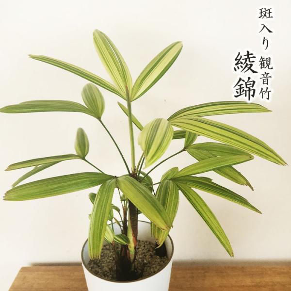 観葉植物 斑入り 観音竹 綾錦 カンノンチク 4号鉢 観葉植物 小型 小さい 室内 贈り物 プレゼン...