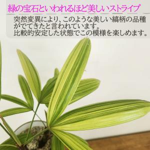 観葉植物 斑入り 観音竹 綾錦 カンノンチク ...の詳細画像1