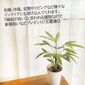 観葉植物 斑入り 観音竹 綾錦 カンノンチク ...の詳細画像2