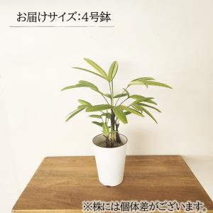 観葉植物 斑入り 観音竹 綾錦 カンノンチク ...の詳細画像4