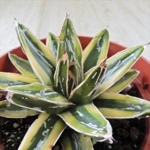 多肉植物 caアガベ 輝山 多肉植物 アガベ コーデックス 12cmポット