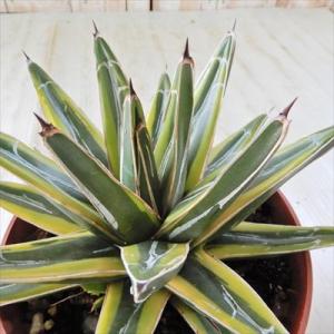 多肉植物 caアガベ 笹の雪 黄覆輪 多肉植物 アガベ コーデックス 12cmポット