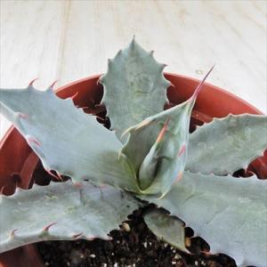 多肉植物 caアガベ コロラータ 多肉植物 アガベ コーデックス 12cmポット