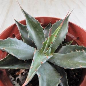 日本花キ流通 多肉植物 caアガベ 華厳 アメリカーナ メディオピクタ