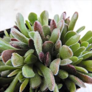 日本花キ流通 多肉植物 seエンジェルティアーズ錦 多肉植物 7.5cm