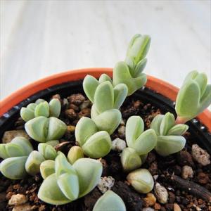 多肉植物 hmエキヌス ヘキギョレン 碧魚連 多...の商品画像