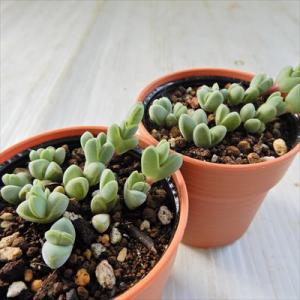 多肉植物 hmエキヌス ヘキギョレン 碧魚連 ...の詳細画像1