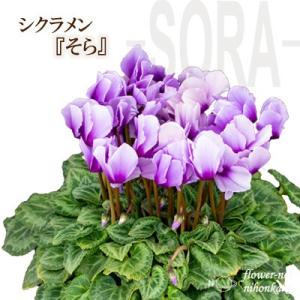 シクラメン そら 5号鉢 ギフト 送料無料 プレセント お歳暮 冬ギフト プレゼント 鉢植え 鉢花